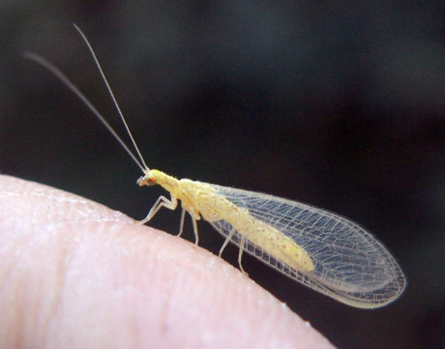 Chrysopidae gialli! Chrysoperla prossima alla diapausa